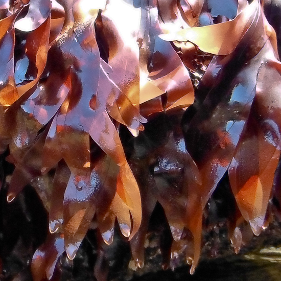 Dulse
